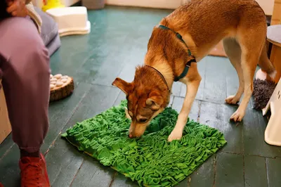 Nora. Dla psa. - behawiorysta, trener psów